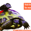The Tortoise Tracker
