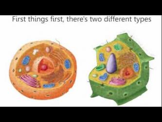 Cells Cells